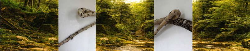 la_foret_z8vh2lioTG0JNZL5